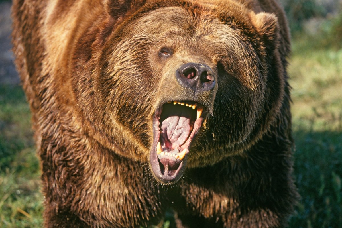 TFW, you are about to die trampled by a grizzly!